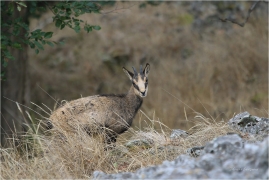 <p>KAMZÍK HORSKÝ (Rupicapra rupicapra) Lužické hory, Studenec ---- /Chamois - Gämse/</p>
